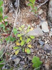 Sonchus novae-zelandiae