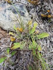 Sonchus novae-zelandiae
