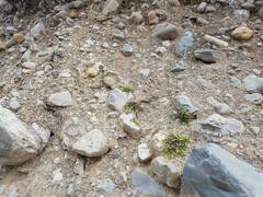 Sonchus novae-zelandiae