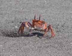 Ocypode gaudichaudii