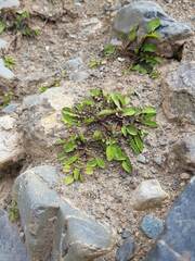 Sonchus novae-zelandiae