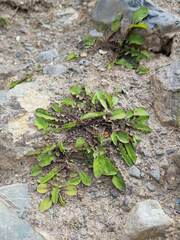 Sonchus novae-zelandiae
