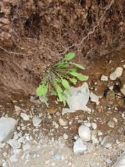 Sonchus novae-zelandiae