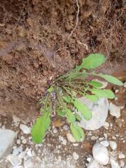 Sonchus novae-zelandiae