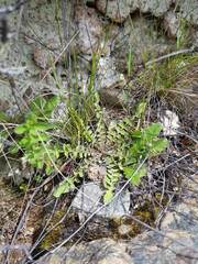 Sonchus novae-zelandiae