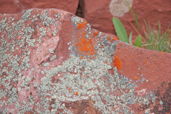 Rhizoplaca subdiscrepans