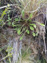 Sonchus novae-zelandiae