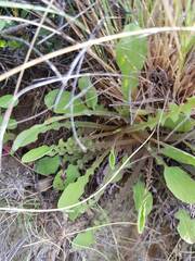 Sonchus novae-zelandiae