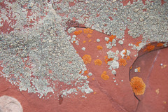 Rhizoplaca subdiscrepans