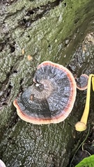 Microporus