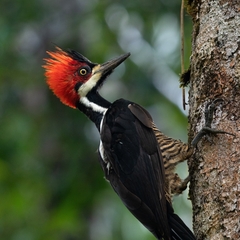 Campephilus