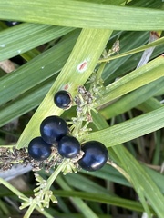 Ophiopogoneae