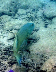 Plectropomus leopardus