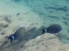 Acanthurus xanthopterus