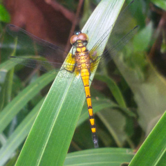 Amphithemis curvistyla