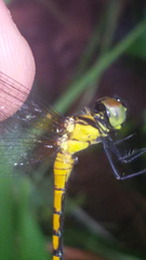 Amphithemis curvistyla