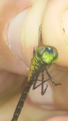 Amphithemis curvistyla