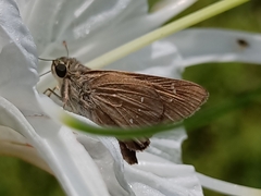 Pelopidas mathias