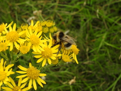 Bombus lucorum