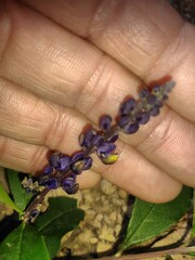 Monnina
