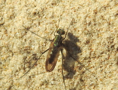 Liancalus virens
