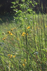 Helianthus occidentalis