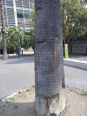 Washingtonia robusta