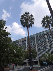 Washingtonia robusta