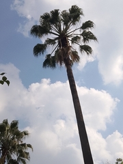 Washingtonia robusta