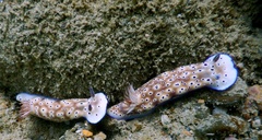 Hypselodoris tryoni