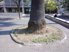 Washingtonia robusta