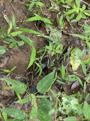 Dendrelaphis subocularis