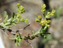 Mestoklema arboriforme