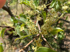 Terminalia aridicola