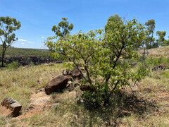 Terminalia aridicola