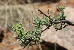 Mestoklema arboriforme