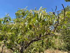 Terminalia aridicola