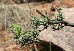 Mestoklema arboriforme