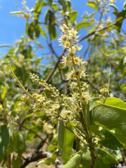 Terminalia aridicola