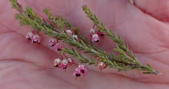 Erica umbelliflora