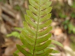 Pteris dispar