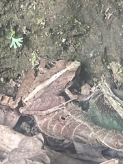 Pristimantis achatinus