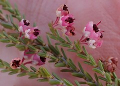 Erica umbelliflora