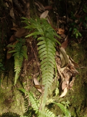 Pteris dispar