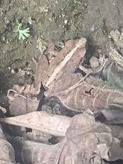 Pristimantis achatinus