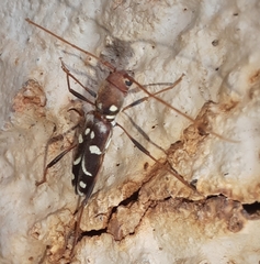 Clytocera chionospila