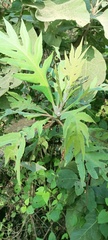 Bocconia arborea