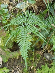 Pteris dispar