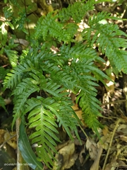Pteris dispar