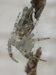 Allocyclosa bifurca